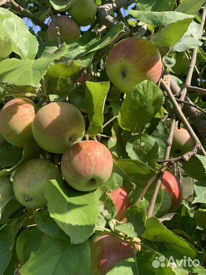 Яблоки домашние