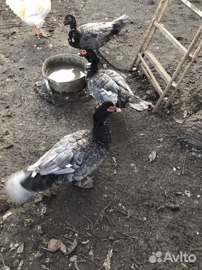 Мускусные утки немецкой линии