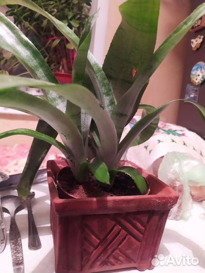 Эхмея, розовая