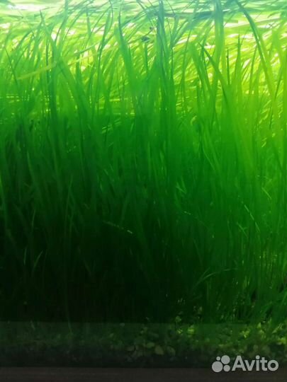 Аквариумные растения