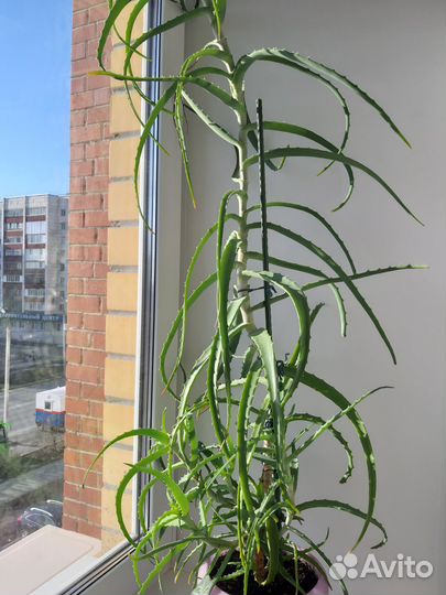 Алоэ древовидное