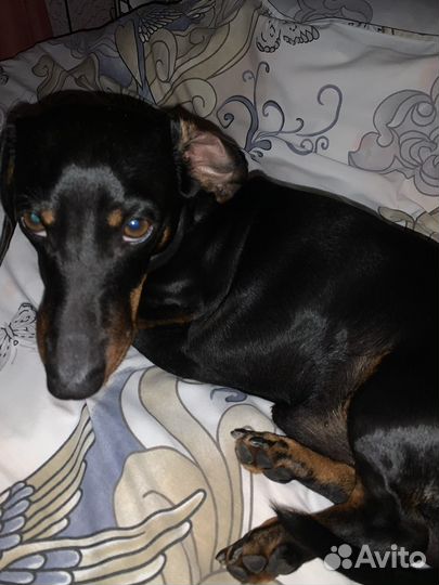 Кобель таксы, вязка