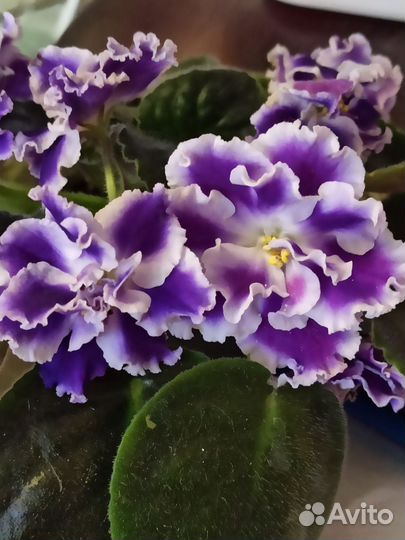 Фиалка цветущие