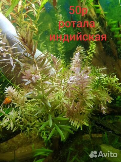 Аквариумные растения, фон