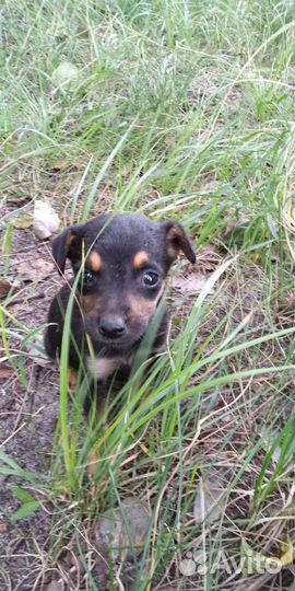 Щенок в добрые руки