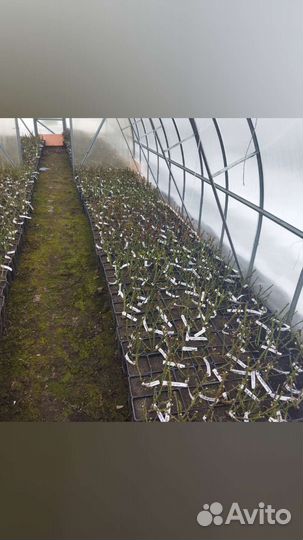 Саженцы Роз