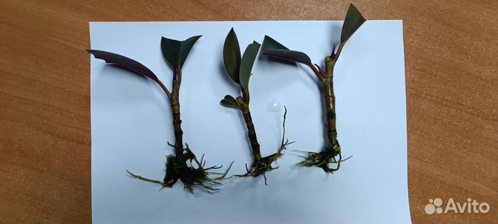 Фикус каучуконосный эластика