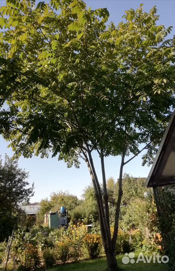 Плоды маньчжурского ореха