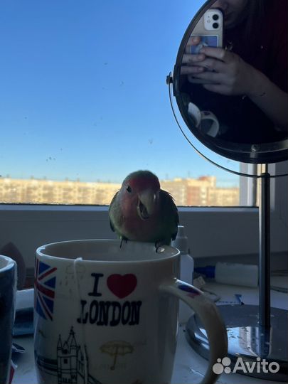 Попугай неразлучники с клеткой