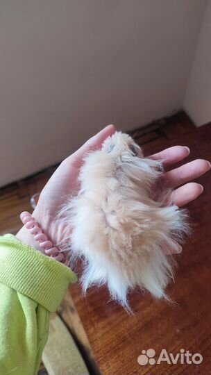Сирийский хомяк
