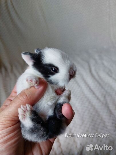 Мальчик в пестрых штанишках