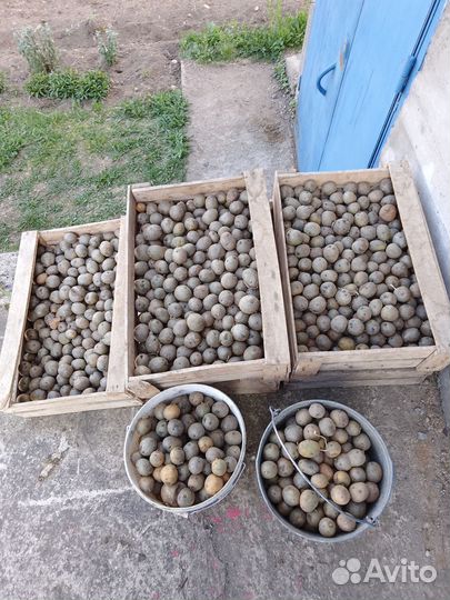 Семенной картофель гала