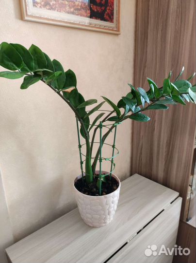 Замиокулькас