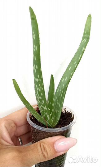 Алоэ Вера и Древовидное лечебное