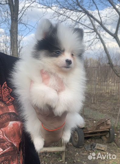 Немецкие шпицы
