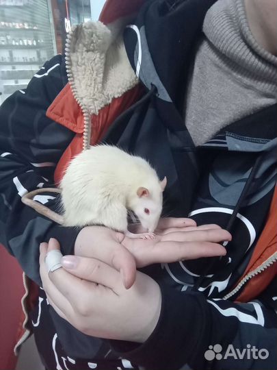 Крыски дамбо