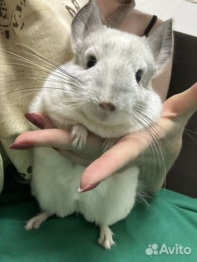 Шиншилла Белый Вильсон