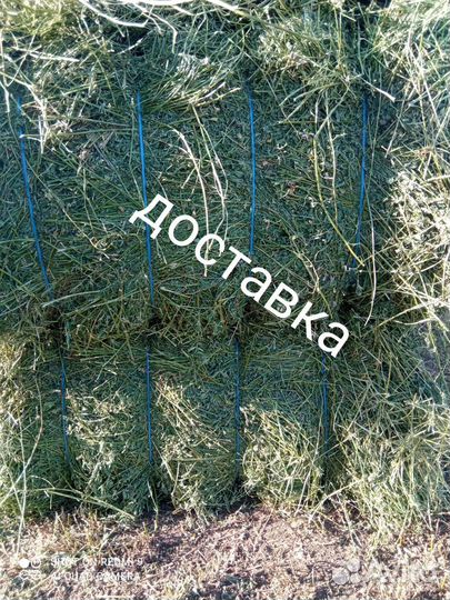 Сено люцерны в тюках