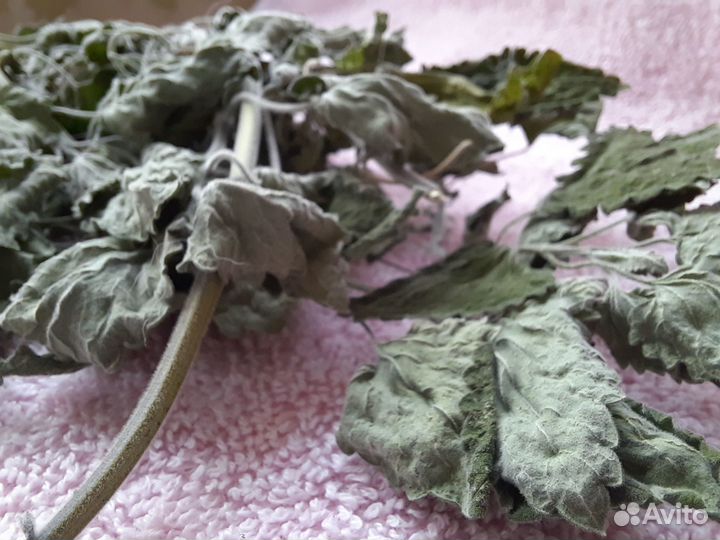 Кошачья мята (котовник)