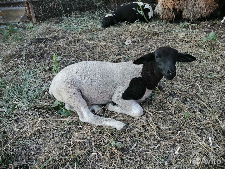 Бараны (дорперы)