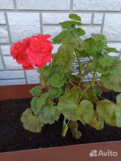 Пеларгония герань