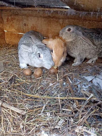 Кролики мясных пород