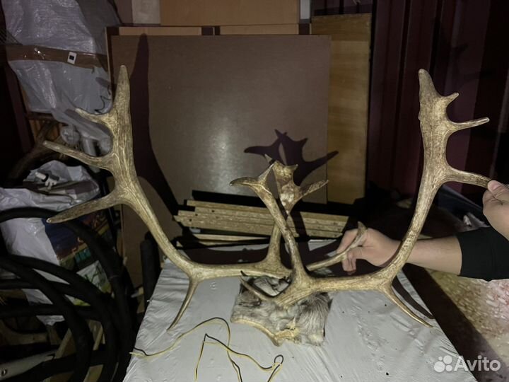 Оленьи рога