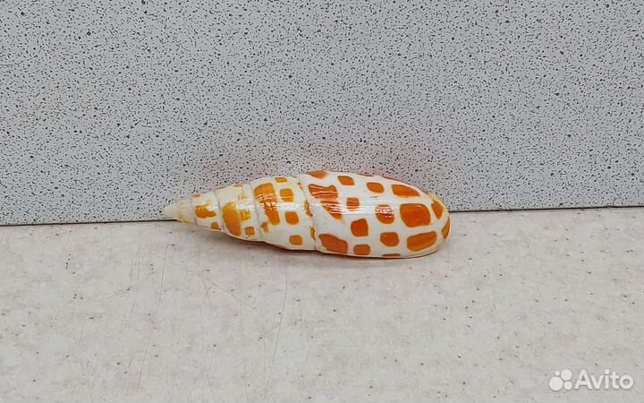 Митра Митра 6,7 морская ракушка раковина