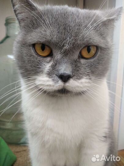 Шотландская