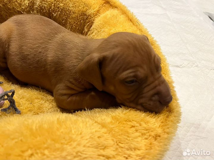 Щенки питбуля