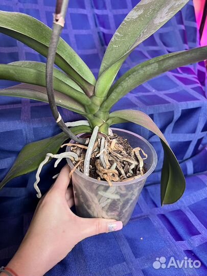 Орхидея фаленопсис