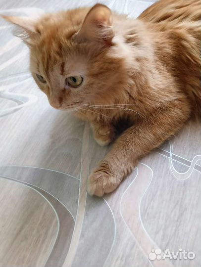Кошка бесплатно