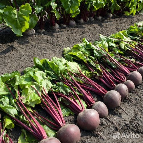 Семена Свеклы 