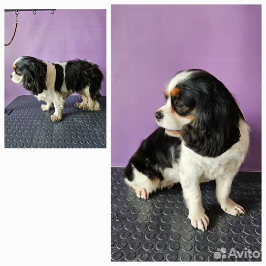 Груминг собак,стрижка и тримминг