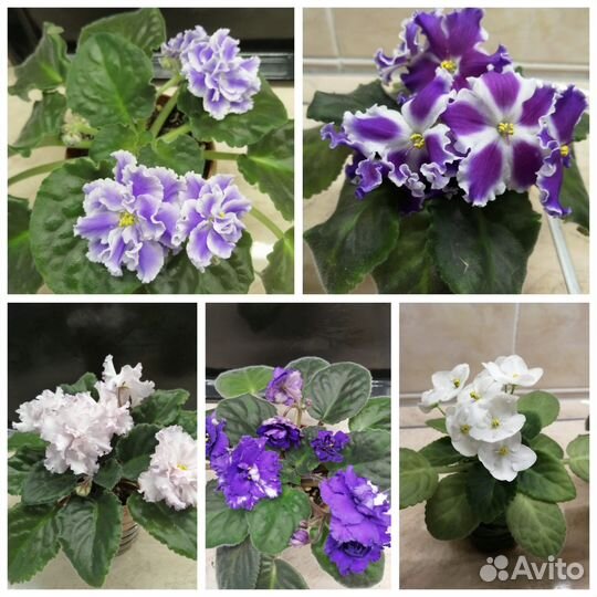 Сортовые фиалки