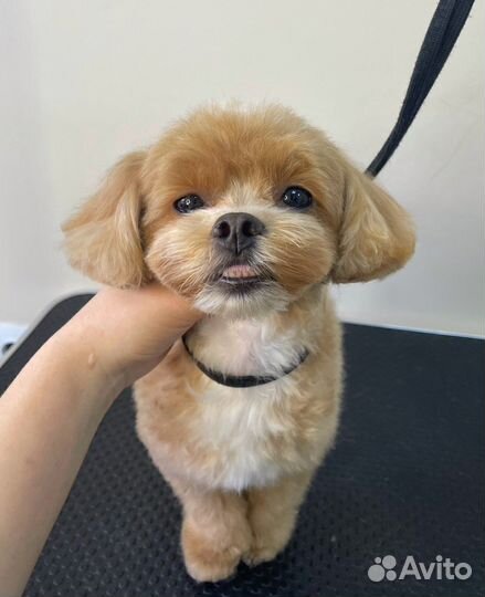 Груминг. Стрижка собак и кошек