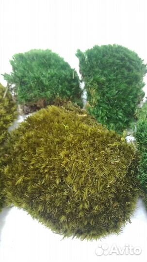 Стабилизированный мох кочка лесная