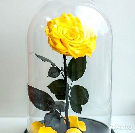 Неувядающая роза в колбе