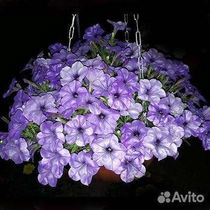 Ампельная петуния Ивнинг Сенсейшен