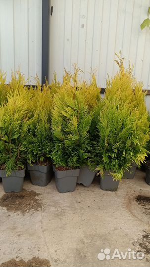 Туя смарагд