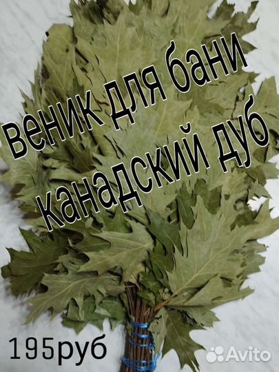 Веник дубовый канадский