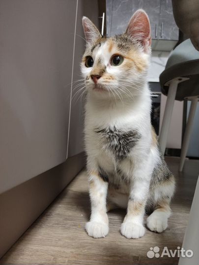 Кошечка в добрые руки
