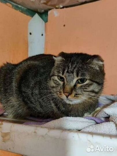 Приют Кошкин дом ждёт Вас