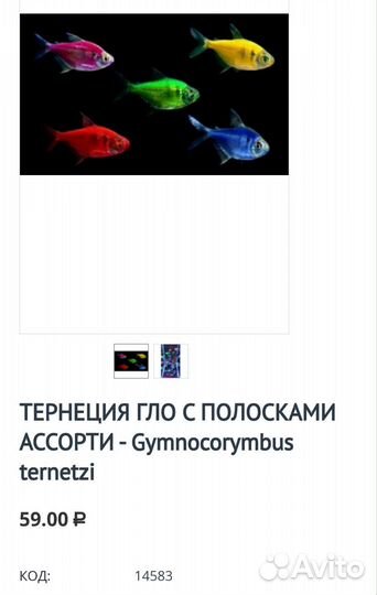 Тернеция глофиш Аквариумные рыбки в магазине