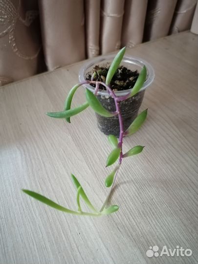 Оттона мясистая / рубиновое ожерелье