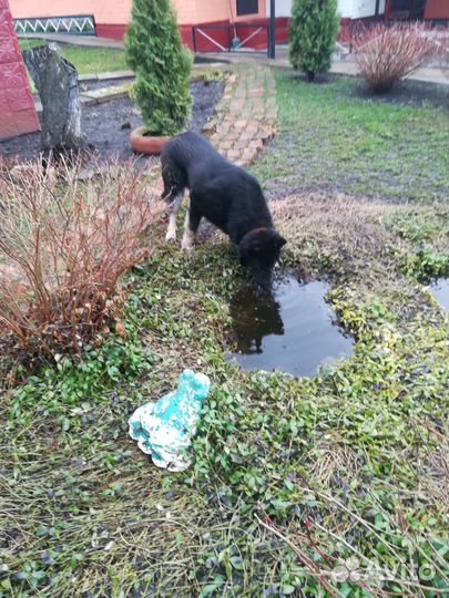 Немецкая овчарка вязка кобель