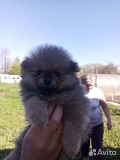 Померанский шпиц