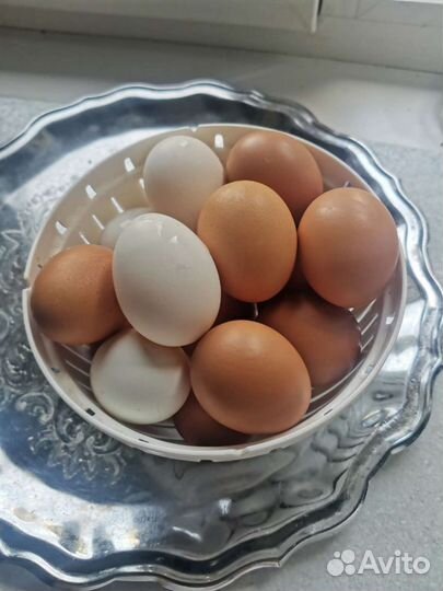 Продам яйцо куриное домашнее