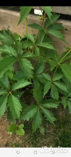 Девичий виноград