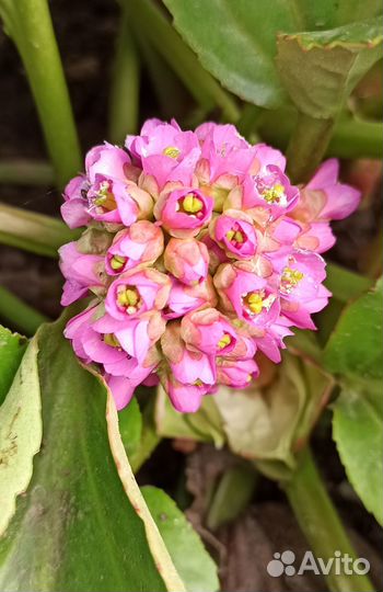 Многолетники для сада